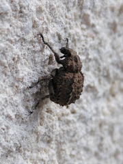 Brachycerus muricatus
