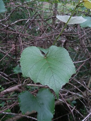 Vitis cinerea cinerea