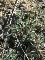 Aquilegia eximia