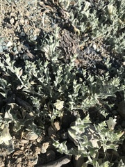 Calystegia malacophylla pedicellata