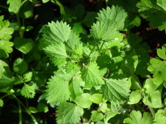 Urtica circularis