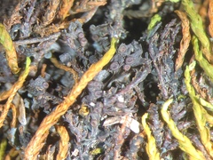 Image of Leptogium gelatinosum