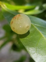 Amphibolips quercusracemaria