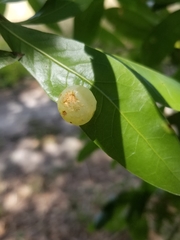 Amphibolips quercusracemaria