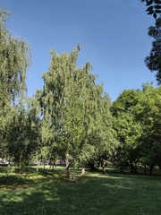 Betula pendula