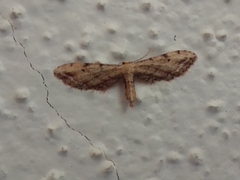 Idaea attenuaria