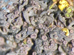 Leptogium gelatinosum image
