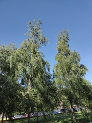Betula pendula