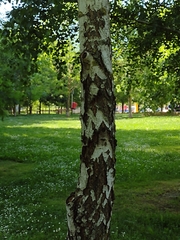 Betula pendula