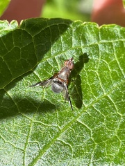 Delphinia picta
