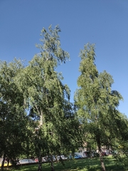 Betula pendula