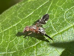 Delphinia picta
