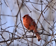 Cardinalis cardinalis