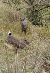 Odocoileus virginianus goudotii