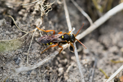 Nomada bifasciata
