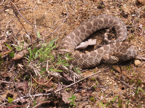 Sistrurus catenatus