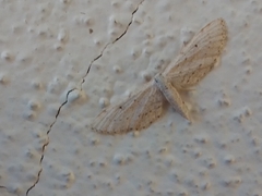 Idaea longaria