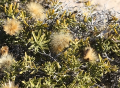 Pteronia onobromoides