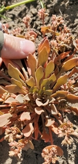 Claytonia rubra rubra