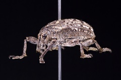Ithycerus noveboracensis