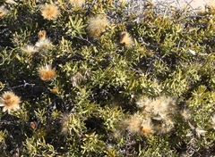 Pteronia onobromoides