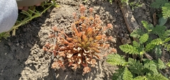 Claytonia rubra rubra