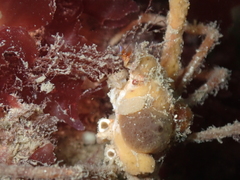Inachus phalangium