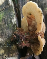 Auriscalpium villipes