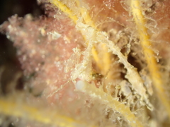 Caprella acanthifera