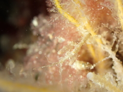 Caprella acanthifera
