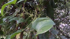 Dioscorea wallichii