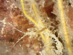 Caprella acanthifera