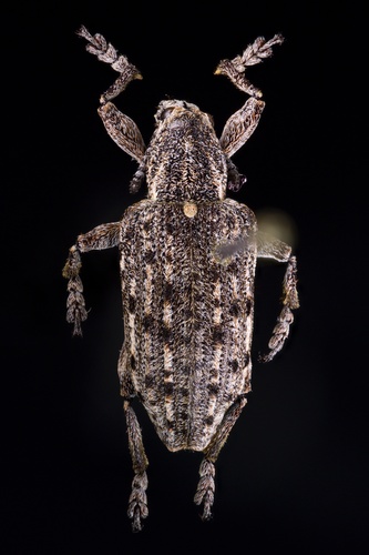 New York Weevil photo 4