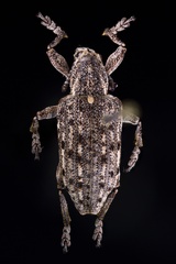 Ithycerus noveboracensis
