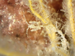 Caprella acanthifera