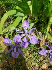 Iris tectorum