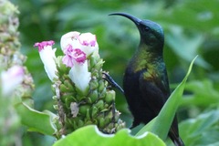 Nectarinia kilimensis