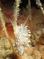 Eubranchus tricolor
