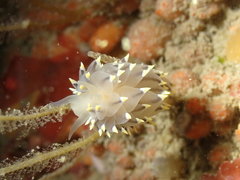 Eubranchus tricolor