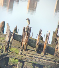 Nycticorax nycticorax