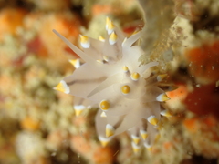 Eubranchus tricolor