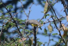 Eremomela icteropygialis
