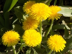 Taraxacum officinale