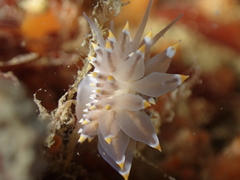 Eubranchus tricolor