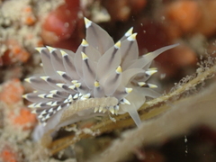 Eubranchus tricolor