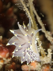 Eubranchus tricolor