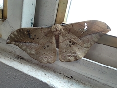 Copaxa multifenestrata