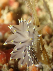 Eubranchus tricolor