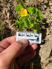 Oxalis suksdorfii