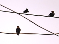 Progne chalybea